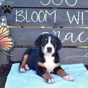 Sage, Greater Swiss Mountain Dog Puppy