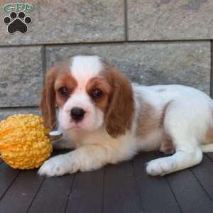 Sage, Cavalier King Charles Spaniel Puppy