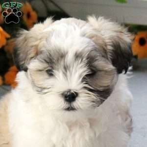 Sage, Maltese Mix Puppy