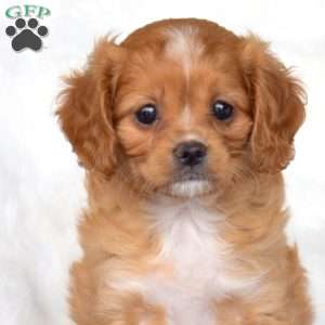 Sage, Cavapoo Puppy