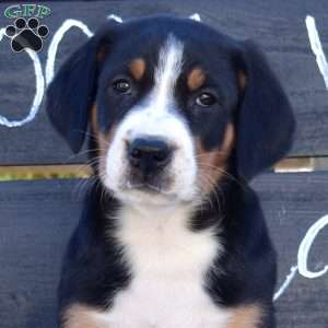 Sage, Greater Swiss Mountain Dog Puppy