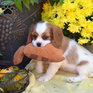 Sage, Cavalier King Charles Spaniel Puppy