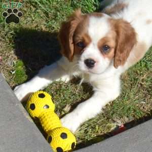 Sage, Cavalier King Charles Spaniel Puppy