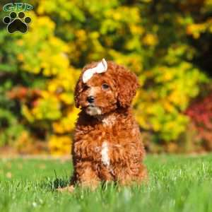 Sage, Cockapoo Puppy