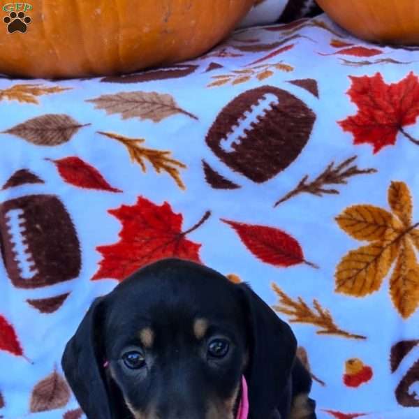 Sage, Dachshund Puppy