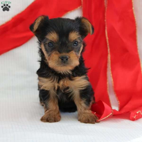 Sage-Teacup, Yorkie Puppy
