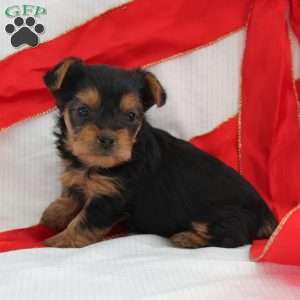 Sage-Teacup, Yorkie Puppy