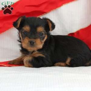 Sage-Teacup, Yorkie Puppy