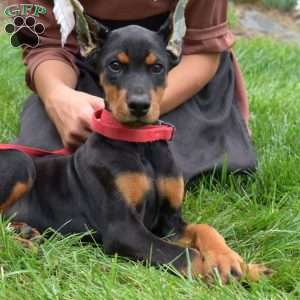 Sahara, Doberman Pinscher Puppy