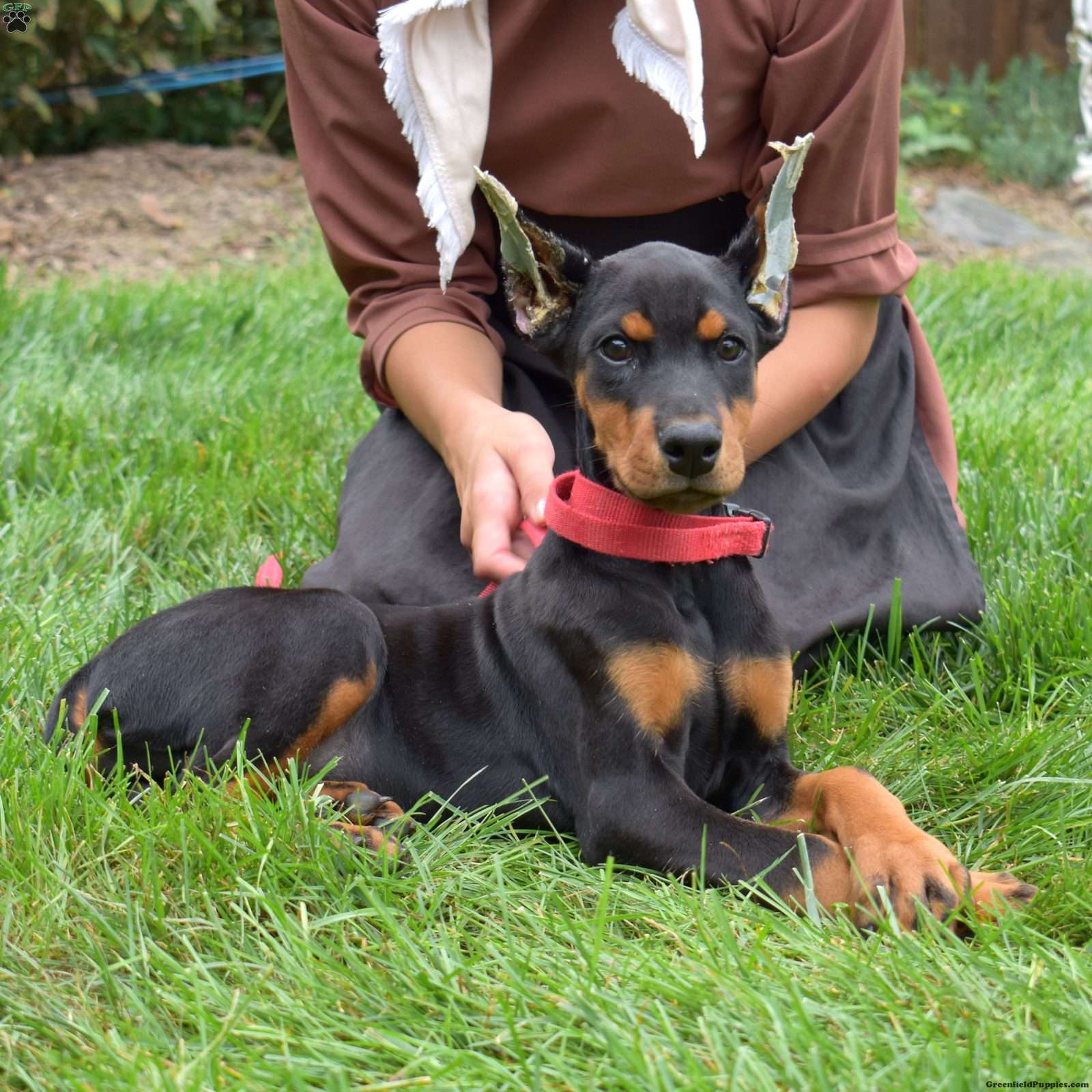 Sahara (Doberman Pinscher, Female) in Ronks, PA