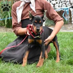Sahara, Doberman Pinscher Puppy