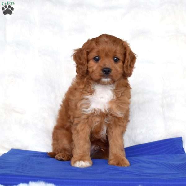 Salem, Cavapoo Puppy