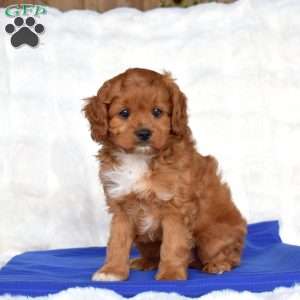Salem, Cavapoo Puppy