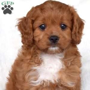Salem, Cavapoo Puppy