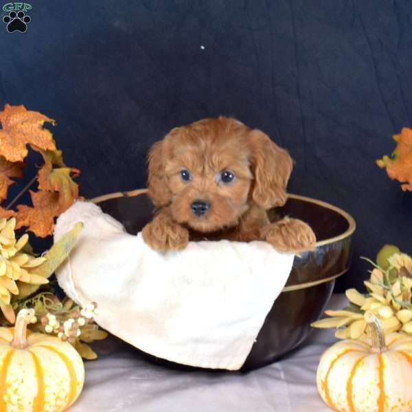 Sally, Cavapoo Puppy