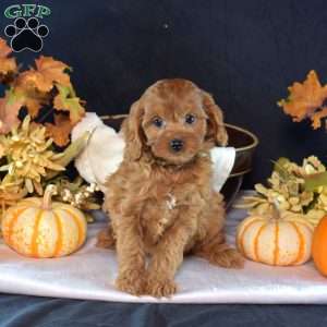 Sally, Cavapoo Puppy