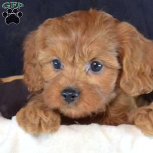 Sally, Cavapoo Puppy