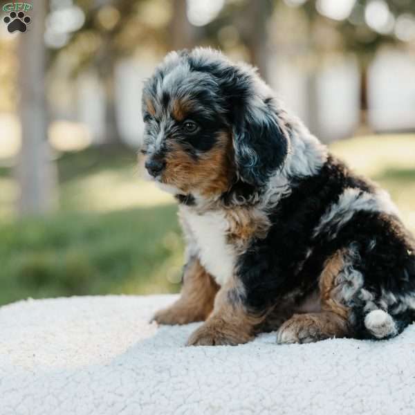 Sam, Mini Bernedoodle Puppy