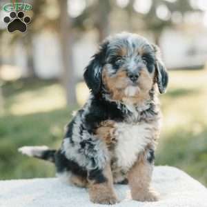 Sam, Mini Bernedoodle Puppy
