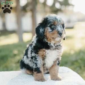Sam, Mini Bernedoodle Puppy