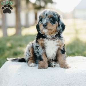 Sam, Mini Bernedoodle Puppy