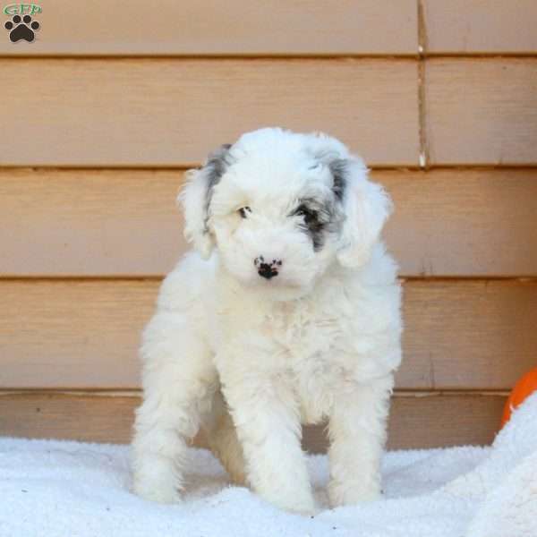 Samantha, Mini Goldendoodle Puppy