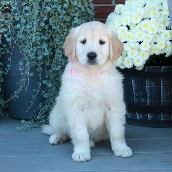 Samantha, English Cream Golden Retriever Puppy