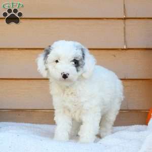 Samantha, Mini Goldendoodle Puppy
