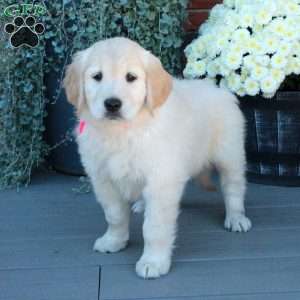 Samantha, English Cream Golden Retriever Puppy