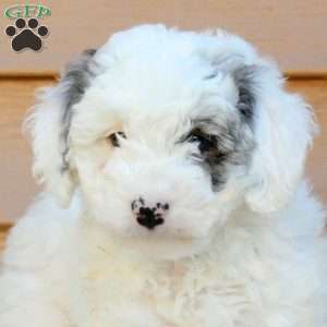 Samantha, Mini Goldendoodle Puppy