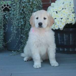 Samantha, English Cream Golden Retriever Puppy