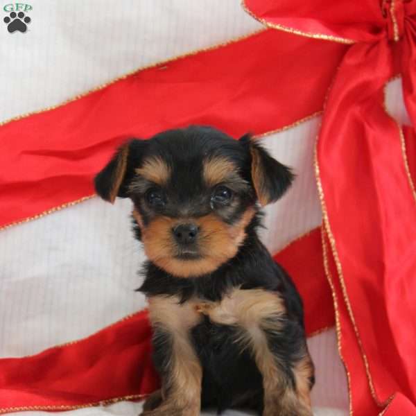 Sami-Teacup, Yorkie Puppy