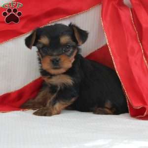 Sami-Teacup, Yorkie Puppy