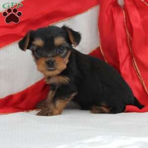 Sami-Teacup, Yorkie Puppy