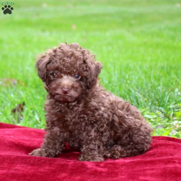 Sammy, Toy Poodle Puppy