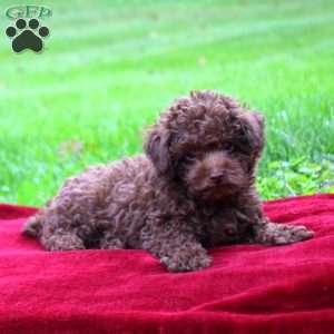 Sammy, Toy Poodle Puppy