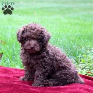 Sammy, Toy Poodle Puppy
