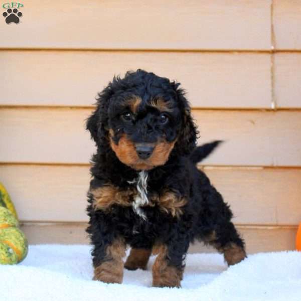Sampson, Mini Goldendoodle Puppy