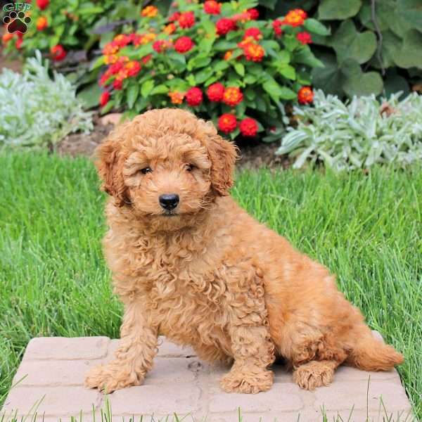Sampson, Mini Goldendoodle Puppy