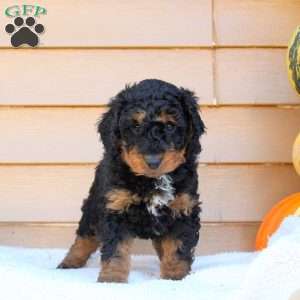 Sampson, Mini Goldendoodle Puppy