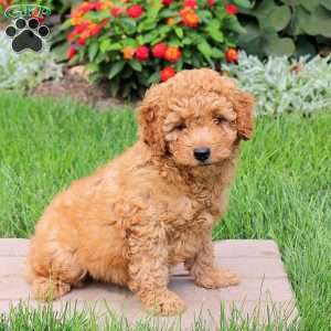 Sampson, Mini Goldendoodle Puppy