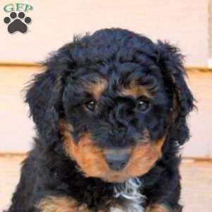 Sampson, Mini Goldendoodle Puppy