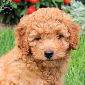 Sampson, Mini Goldendoodle Puppy