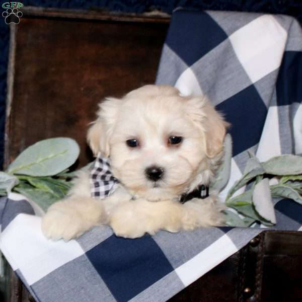Samson, Maltese Mix Puppy