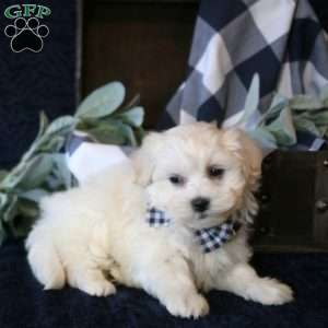 Samson, Maltese Mix Puppy