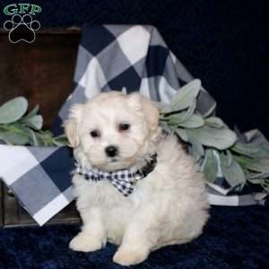 Samson, Maltese Mix Puppy