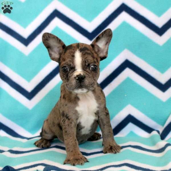 Samuel, Frenchton Puppy