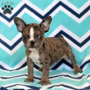 Samuel, Frenchton Puppy