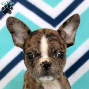 Samuel, Frenchton Puppy