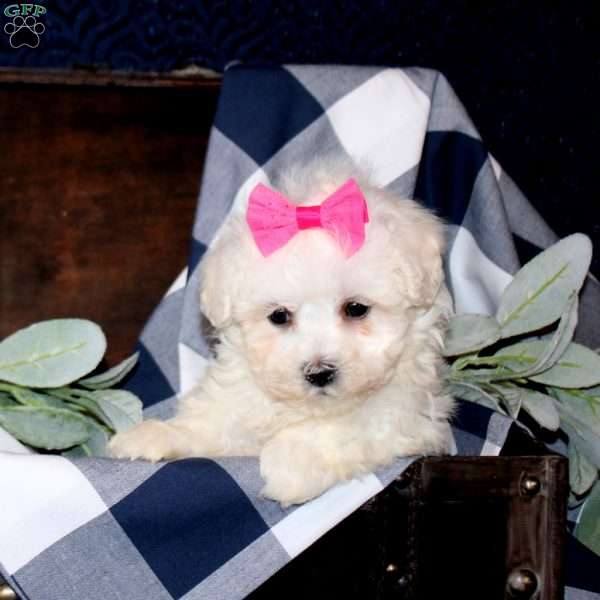 Sandi, Maltese Mix Puppy